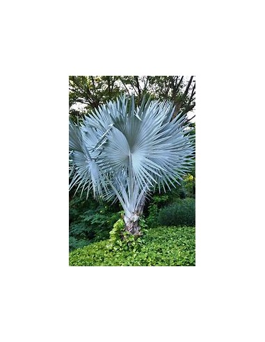 1 Bismarkia palm - Bismarckia nobilis ''Palma color plata'' regular - Internet nursery