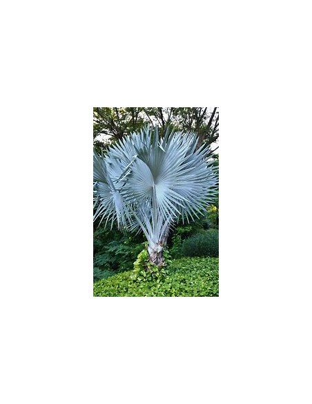 1 Bismarkia palm - Bismarckia nobilis ''Palma color plata'' regular - Internet nursery