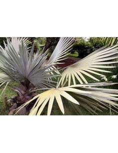 1 Bismarkia palm -... 2