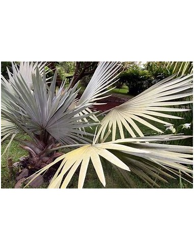 1 Bismarkia palm - Bismarckia nobilis ''Palma...