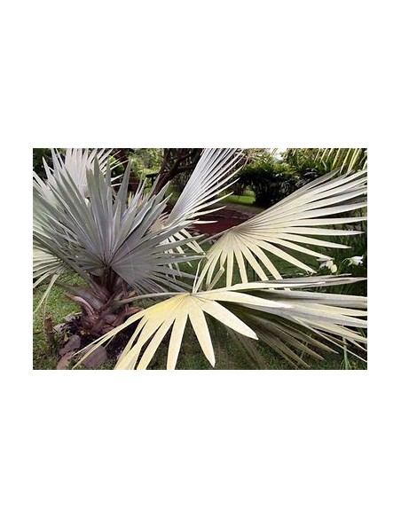 1 Bismarkia palm - Bismarckia nobilis ''Palma color plata'' regular - Internet nursery