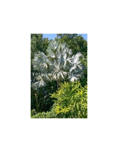 1 Bismarkia palm - Bismarckia nobilis ''Palma...