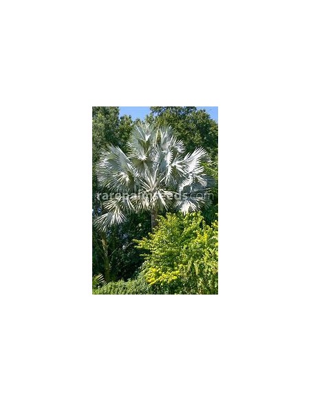 1 Bismarkia palm - Bismarckia nobilis ''Palma color plata'' regular - Internet nursery