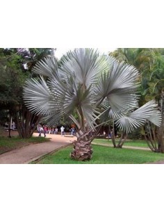 1 Blue Palm -Bismarckia...