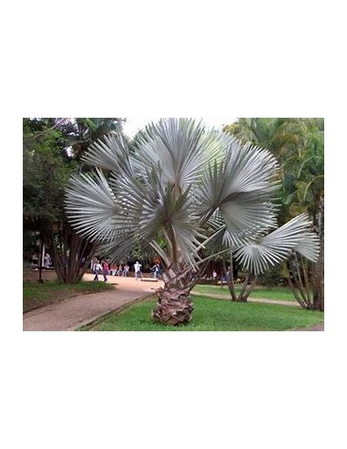 1 Blue Palm -Bismarckia nobilis ''Silver Palm'' 3 years old - Internet nursery