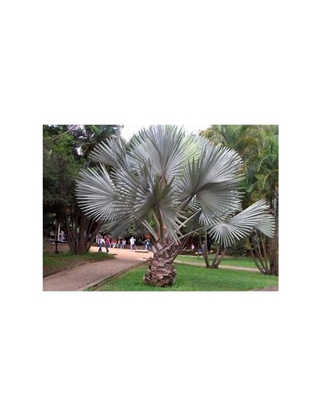 1 Blue Palm -Bismarckia nobilis ''Silver Palm'' 3 years old - Internet nursery