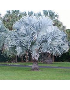 1 Blue Palm -Bismarckia... 2