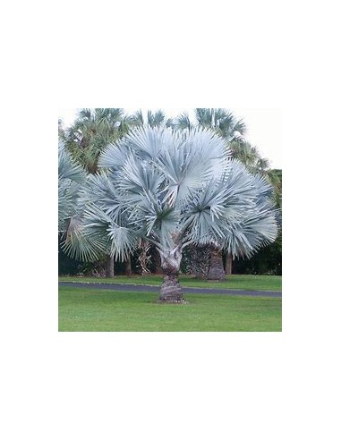 1 Blue Palm -Bismarckia nobilis ''Silver Palm''...