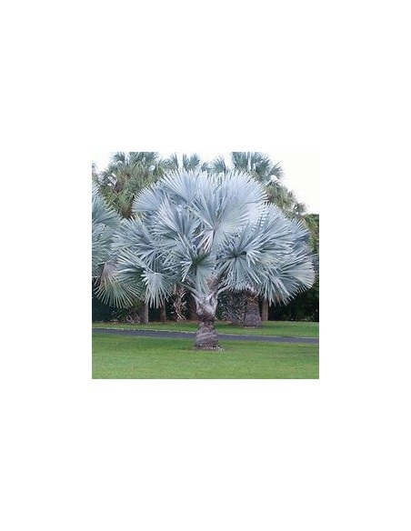 1 Blue Palm -Bismarckia nobilis ''Silver Palm'' 3 years old - Internet nursery
