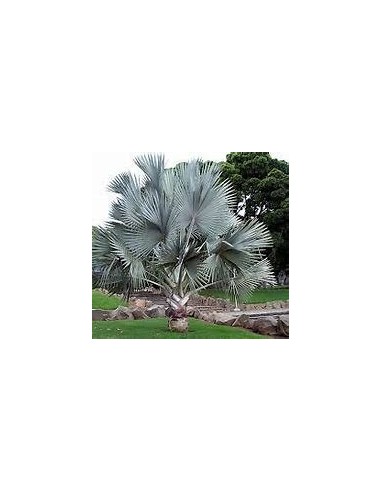 1 Blue Palm -Bismarckia nobilis ''Silver Palm''...