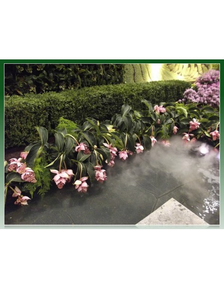 1 Medinilla magnifica , Planta de ornato de sombra. Unica de filipinas.