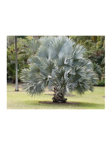 1 Blue palm bismarckia nobilis Silver palm - large - online nursery