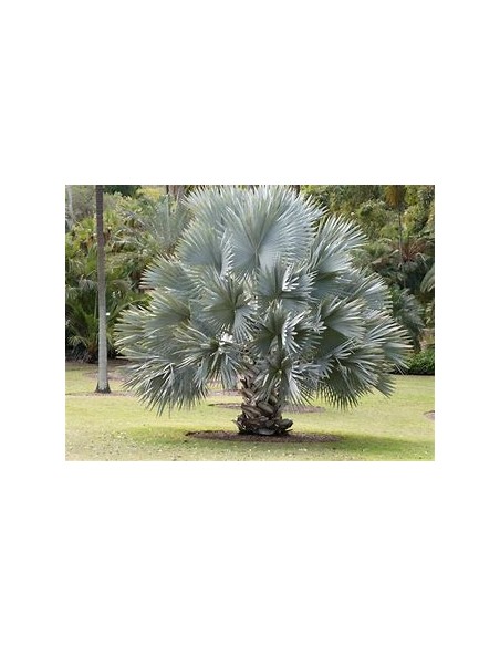 1 Blue palm bismarckia nobilis Silver palm - large - online nursery