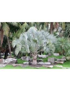 1 Blue palm bismarckia... 2
