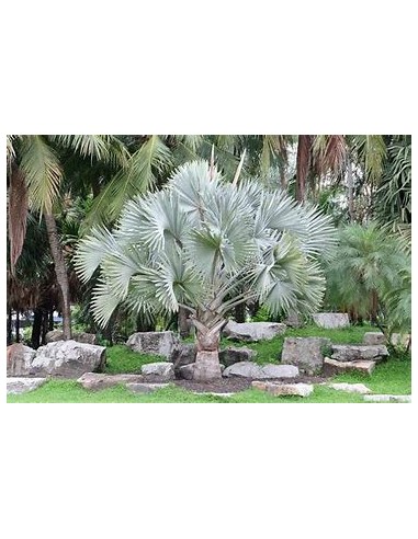 1 Blue palm bismarckia nobilis Silver palm -...