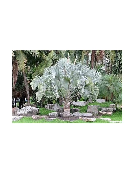 1 Blue palm bismarckia nobilis Silver palm - large - online nursery