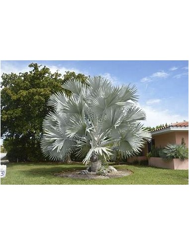 1 Blue palm bismarckia nobilis Silver palm -...