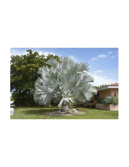 1 Blue palm bismarckia nobilis Silver palm - large - online nursery