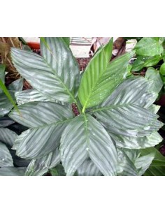 The Metallic dwarf palm...