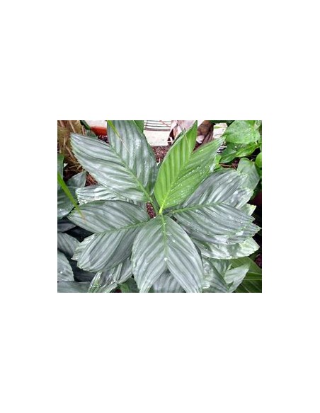 The Metallic dwarf palm from Veracruz, Mexico (Chamaedorea metallica) Rare palms for sale