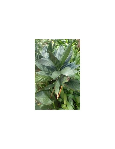 The Metallic dwarf palm from Veracruz, Mexico...