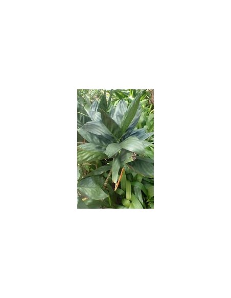 The Metallic dwarf palm from Veracruz, Mexico (Chamaedorea metallica) Rare palms for sale