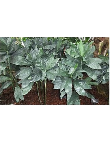 The Metallic dwarf palm from Veracruz, Mexico...