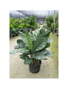 The Metallic dwarf palm... 2