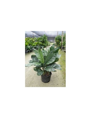 The Metallic dwarf palm from Veracruz, Mexico...