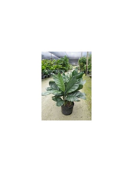 The Metallic dwarf palm from Veracruz, Mexico (Chamaedorea metallica) Rare palms for sale