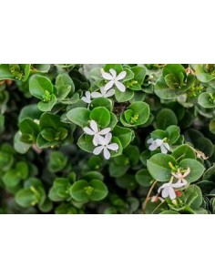 1 Carissa emerald blanket...