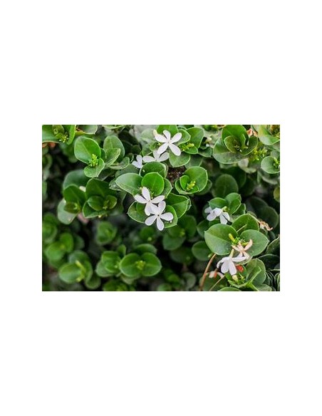 1 Carissa emerald blanket Mexico - Miniature Leaves - Online Nursery