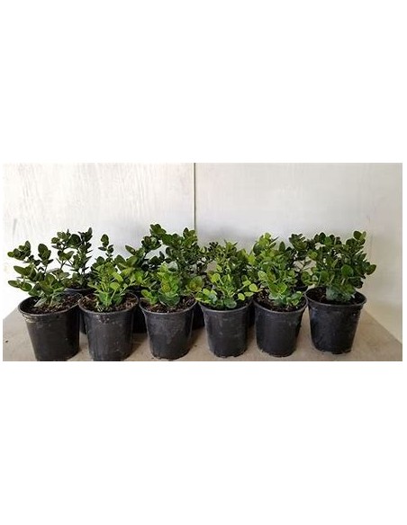1 Carissa emerald blanket Mexico - Miniature Leaves - Online Nursery