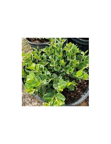 1 Carissa emerald blanket Mexico - Miniature Leaves - Online Nursery