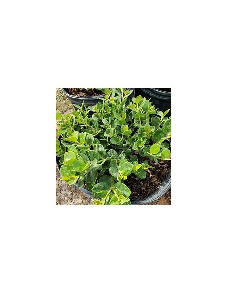 1 Carissa emerald blanket Mexico - Miniature Leaves - Online Nursery