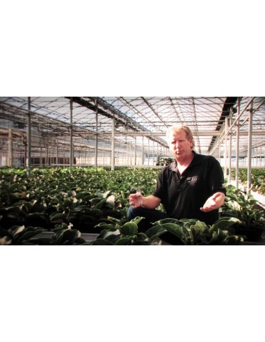 1 Medinilla magnifica , Planta de ornato de sombra. Unica de filipinas.