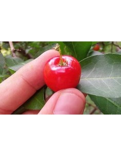 1 Arbolito de Nanche rojo -...