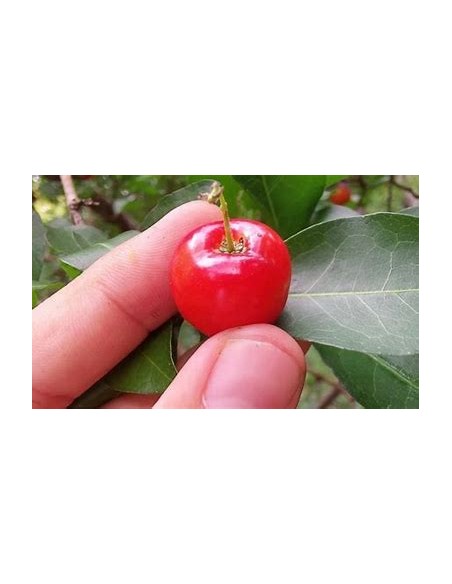 1 Arbolito de Nanche rojo - Byrsonima crassifolia - Vivero por internet