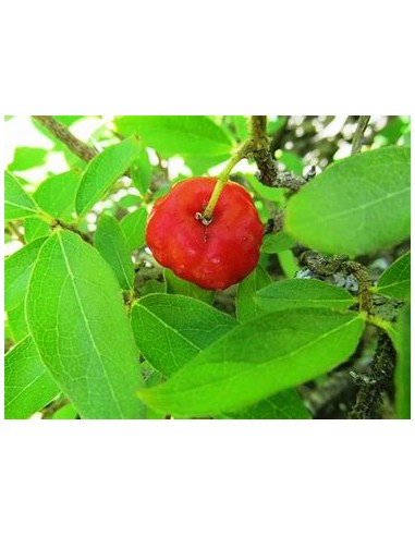 1 Arbolito de Nanche rojo - Byrsonima...