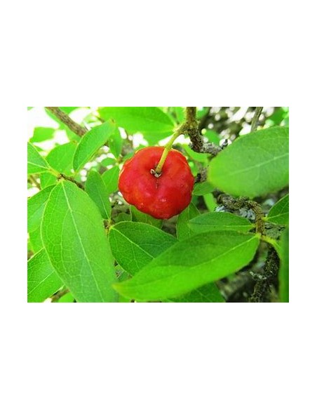 1 Arbolito de Nanche rojo - Byrsonima crassifolia - Vivero por internet
