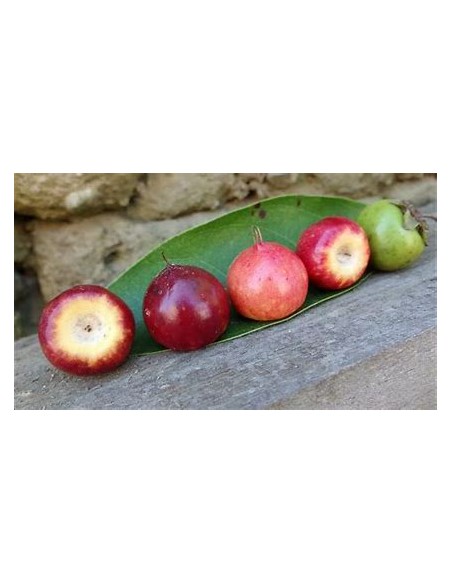 1 Arbolito de Nanche rojo - Byrsonima crassifolia - Vivero por internet