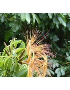 1 Arbolito Pachira glabra -...