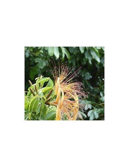 1 Arbolito Pachira glabra - Vivero por internet