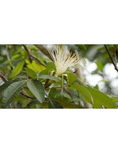 1 Pachira glabra sapling - Internet nursery