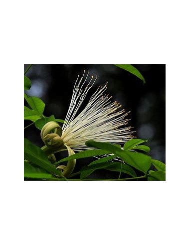 1 Arbolito Pachira glabra - Vivero por internet