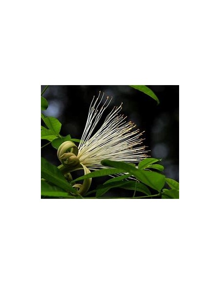 1 Arbolito Pachira glabra - Vivero por internet