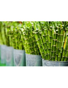 1 Bamboo lucky - Variegata...