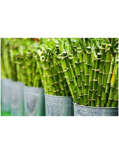 1 Bamboo lucky - Variegata - chico -...