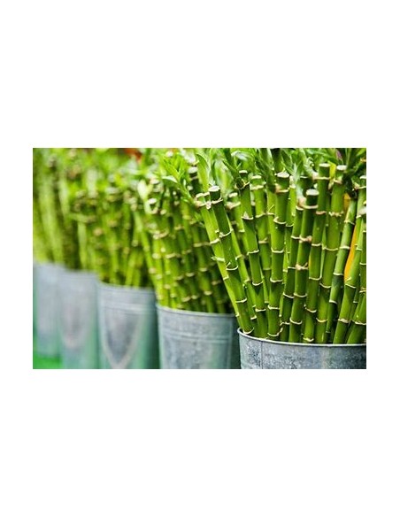 1 Bamboo lucky - Variegata - small - Internet nursery