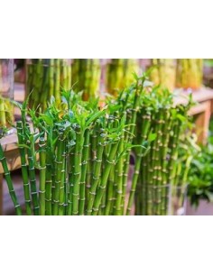 1 Bamboo lucky - Variegata... 2